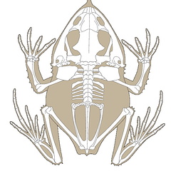 Rana cornuda de las Islas Salomón