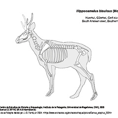 Huemul