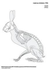 Lièvre[lang=en]Hare[/lang][lang=es]Liebre[/lang]