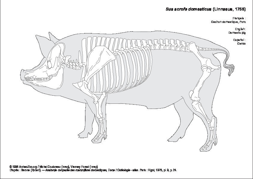 Cerdo