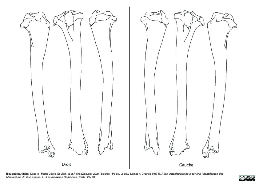 Tibia