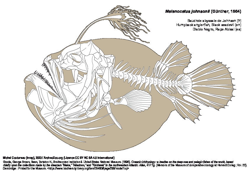 Baudroie abyssale de Johnson